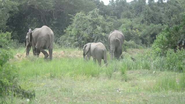 Elephant Grazing Close Up