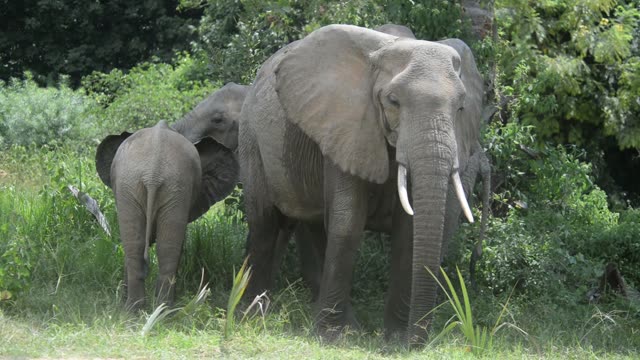 Elephant Feeding On Branches