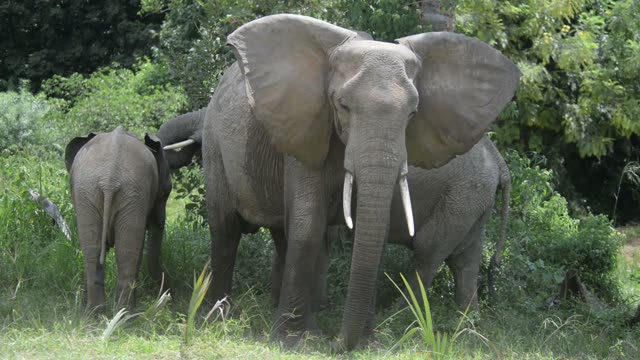 Elephant Grazing Close Up