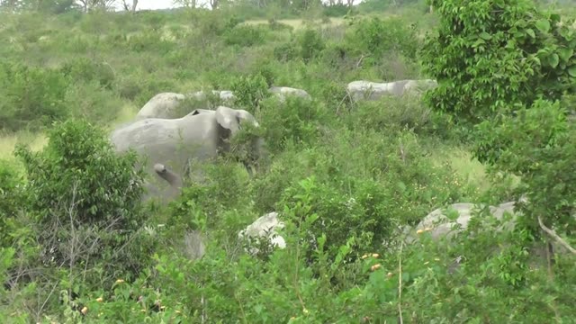 Elephant Feeding On Branches