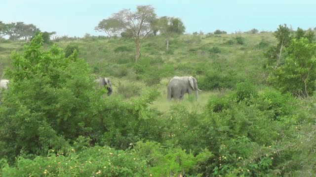 Elephant Grazing Close Up