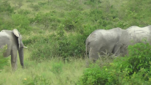 Elephant Feeding On Branches