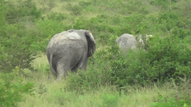 Elephant Grazing Close Up