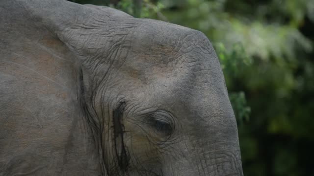 Elephant Feeding On Branches