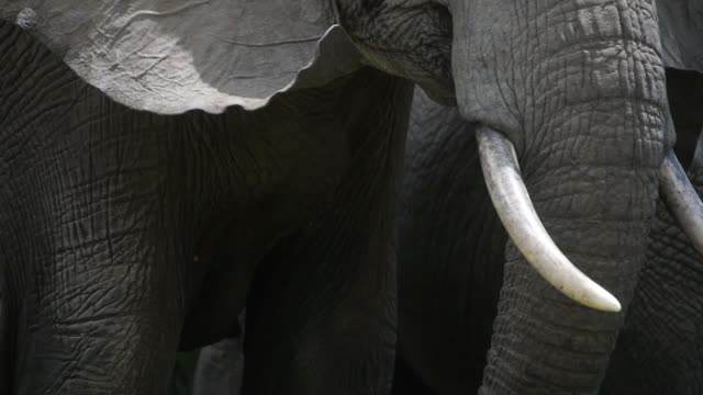 Elephant Grazing Close Up