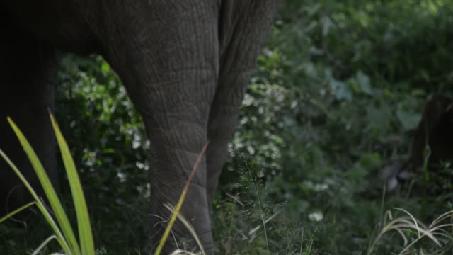 Elephant Feeding On Branches