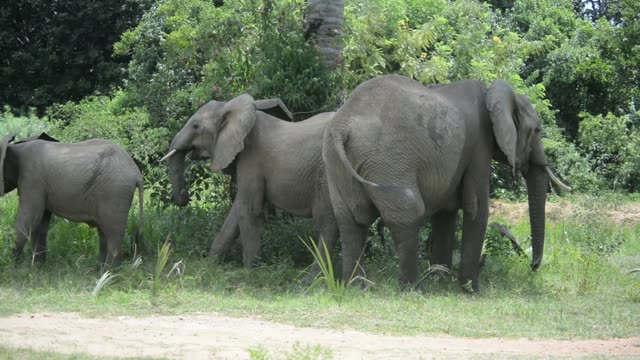 Elephant Grazing Close Up