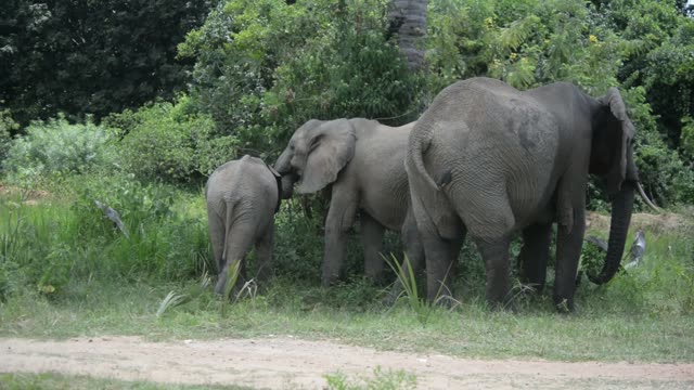 Elephant Feeding On Branches