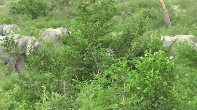 Elephant Grazing Close Up