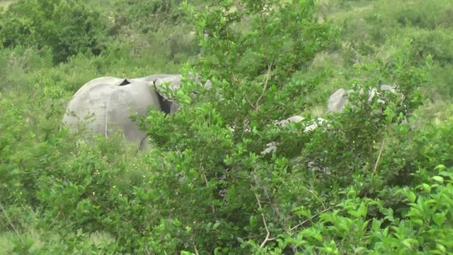 Elephant Feeding On Branches