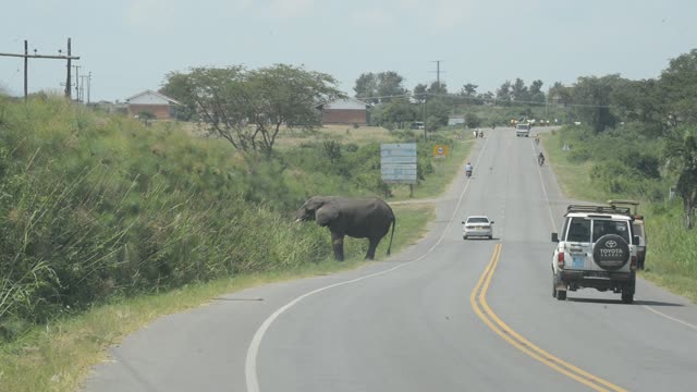 Elephant Crossing Highway Road