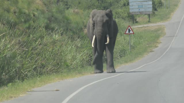 Elephant Crossing Highway Road