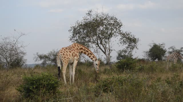 Giraffe Browsing Acacia Tree