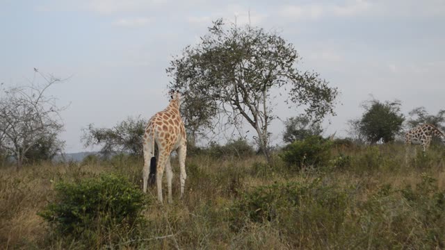 Giraffe Family Walking Savanna