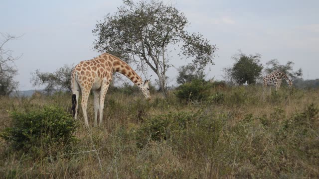 Giraffe Family Walking Savanna