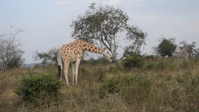 Giraffe Browsing Acacia Tree