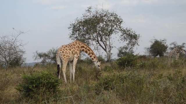 Giraffe Family Walking Savanna