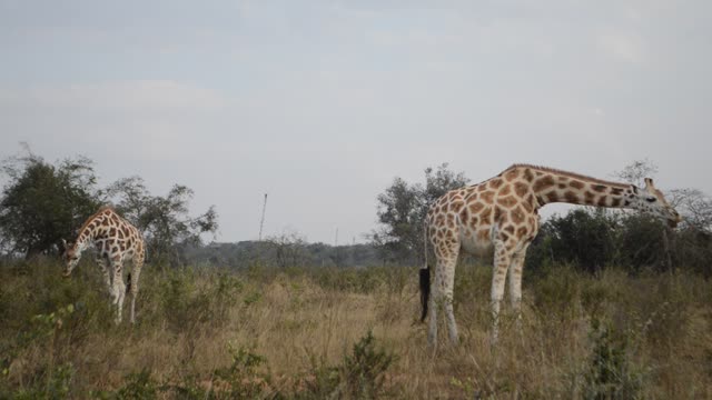 Giraffe Browsing Acacia Tree