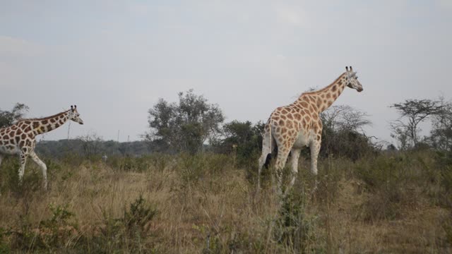 Giraffe Family Walking Savanna