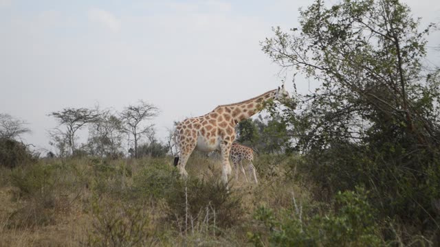 Giraffe Browsing Acacia Tree