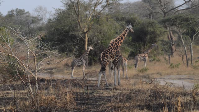 Giraffe Family Walking Savanna