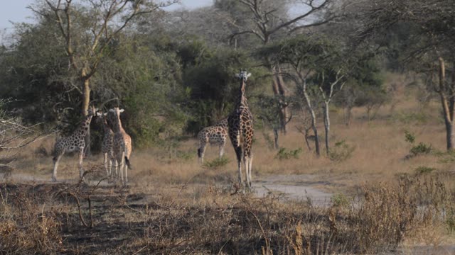 Giraffe Browsing Acacia Tree