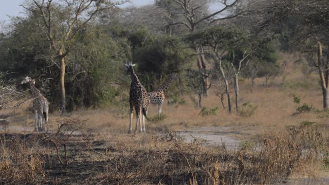 Giraffe Family Walking Savanna