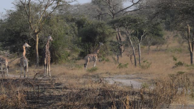 Giraffe Browsing Acacia Tree