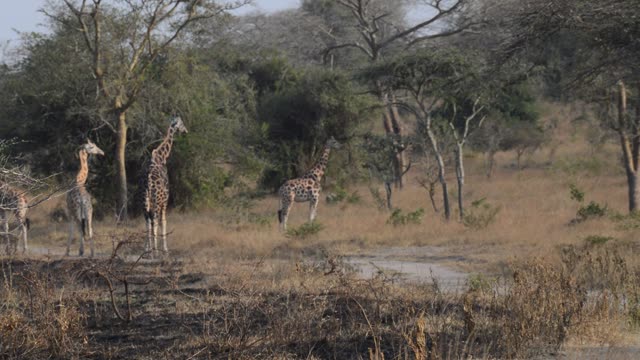 Giraffe Family Walking Savanna