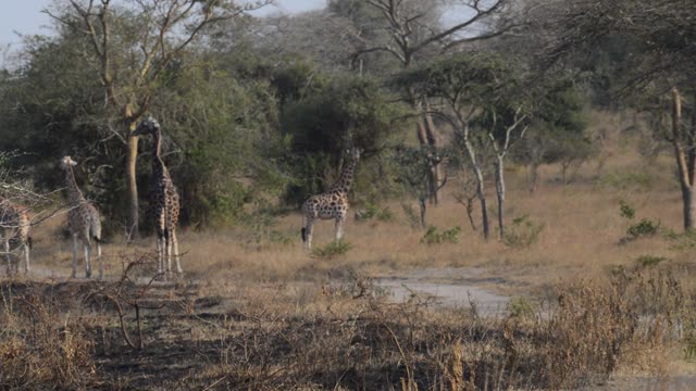 Giraffe Browsing Acacia Tree