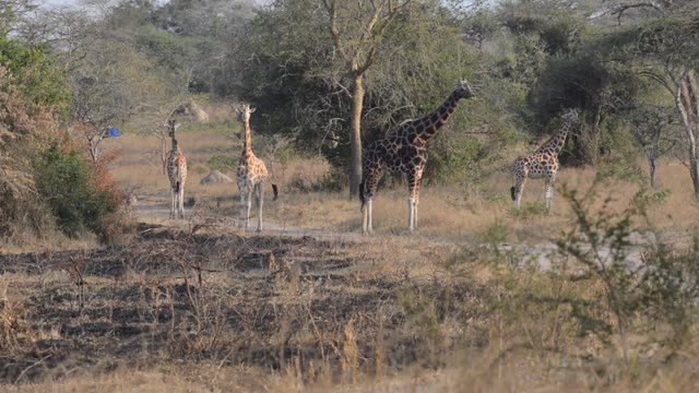 Giraffe Family Walking Savanna