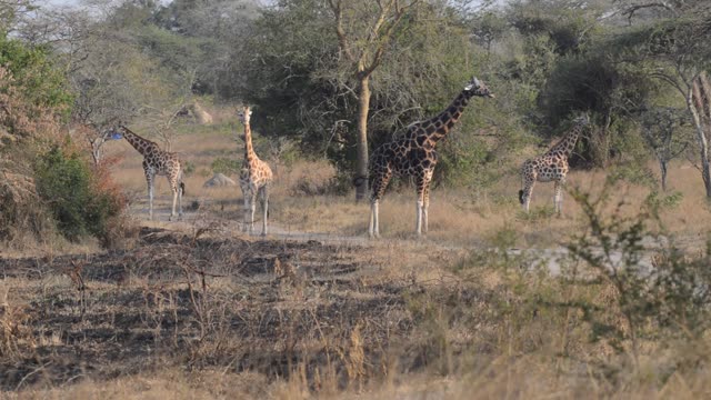 Giraffe Browsing Acacia Tree