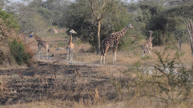 Giraffe Family Walking Savanna