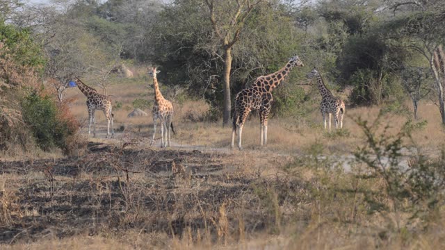 Giraffe Browsing Acacia Tree