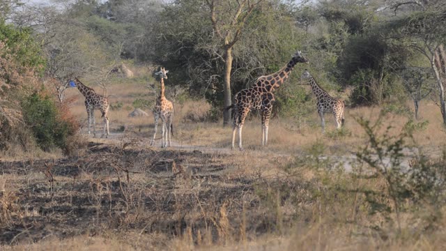 Giraffe Family Walking Savanna