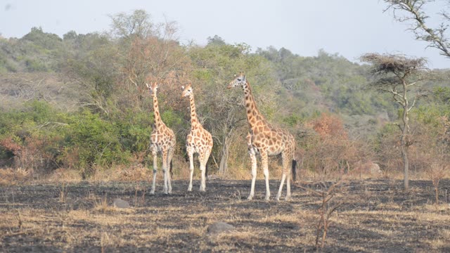 Giraffe Family Walking Savanna