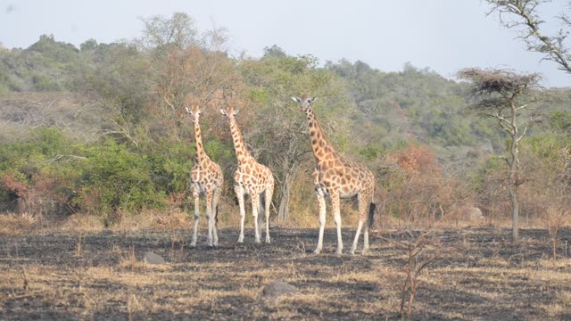 Giraffe Browsing Acacia Tree
