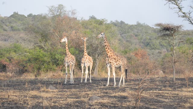 Giraffe Family Walking Savanna