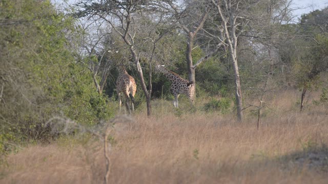 Giraffe Browsing Acacia Tree
