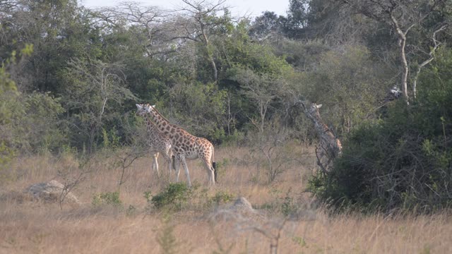 Giraffe Family Walking Savanna