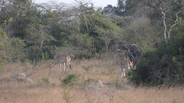 Giraffe Browsing Acacia Tree