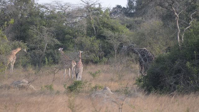 Giraffe Family Walking Savanna