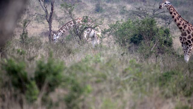 Giraffe Family Walking Savanna