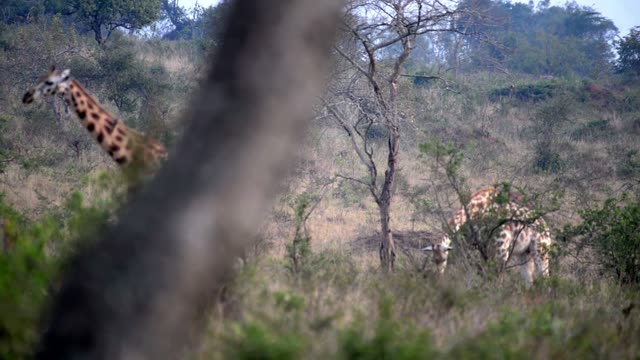 Giraffe Browsing Acacia Tree
