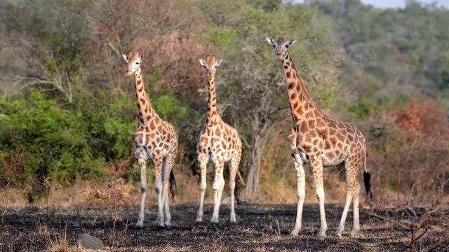 Giraffe Browsing Acacia Tree