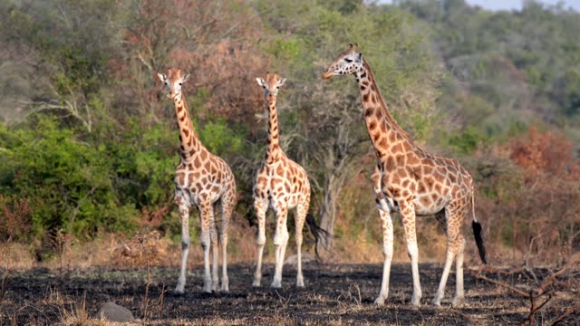 Giraffe Family Walking Savanna