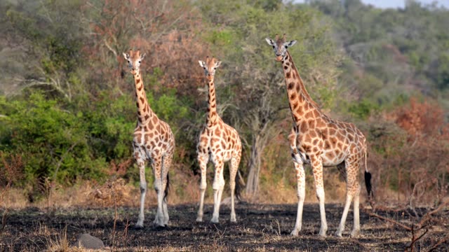 Giraffe Browsing Acacia Tree