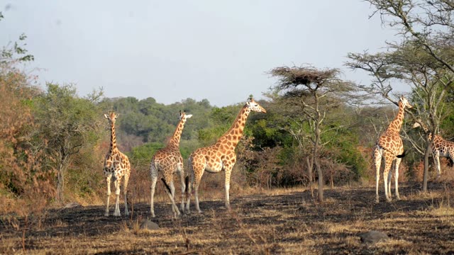 Giraffe Browsing Acacia Tree