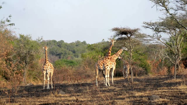 Giraffe Family Walking Savanna