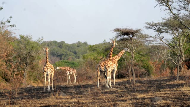 Giraffe Browsing Acacia Tree